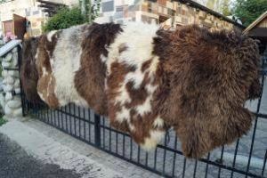 Szeroki wybór wysokiej jakości skór owczych! Najwyższej jakości 